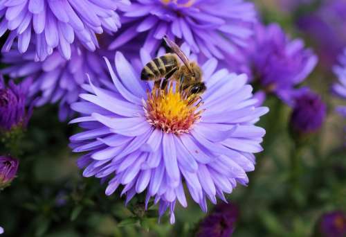 Bee Flower Pollen Color Blue Purple Orange