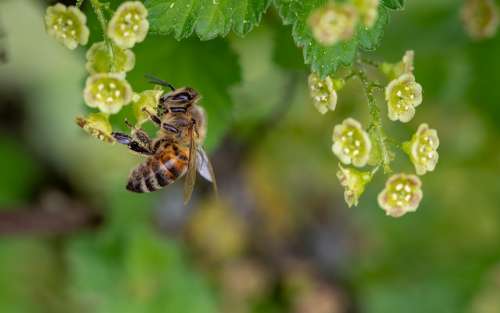 Bee Honey Bee Insect Collect Pollen Spring Pollen