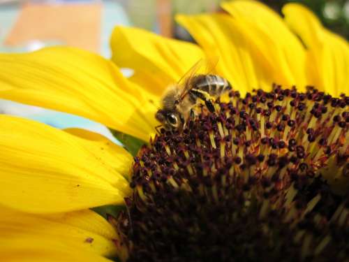 Bee Sunflower Summer Close Up Nature Bright