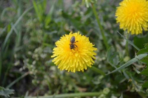 Bee Flower Nature Insects Dandelion Yellow Pollen