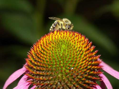 Bee Nature Coneflower Honey Bee Insect Flower