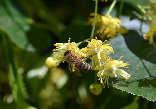 Bee Carnica Linde Honey Costume Linden Flower