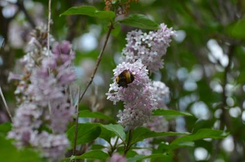 Bee Nature Lilac Purple Spring Plant Fragrance