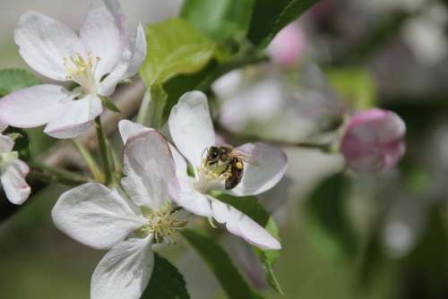 Bee Apple Blossom Apple Tree Nature Spring Tree