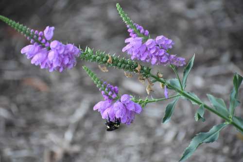 Bee Flower Pollen Bloom Garden Spring Lavender