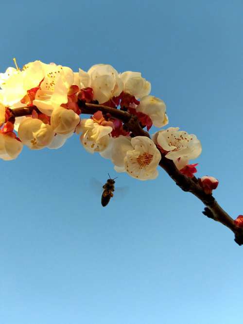 Bee In Flight Flowers By Apricot