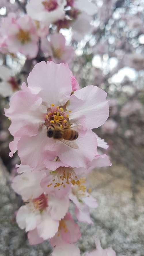Bee Flower Spring Almond Pollen Bloom Insect