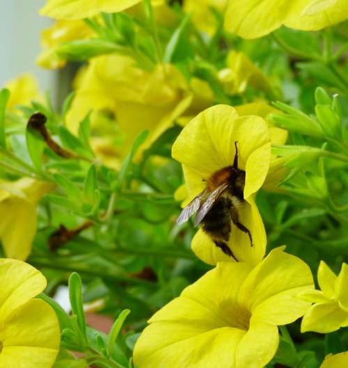 Bee Bug Nature Flower Yellow