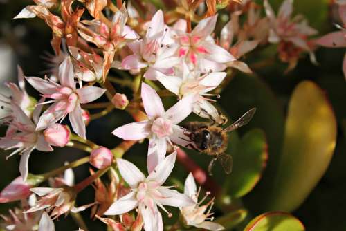Bee Flower Pistils Honey Sweet Insects Pollen