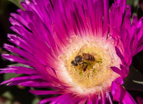 Bee Pollen Pigface Flowers Bloom Succulent Pink