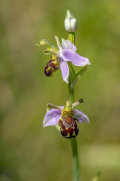 Bee Orchid Wildflower Flora Plant Ophrys Botany