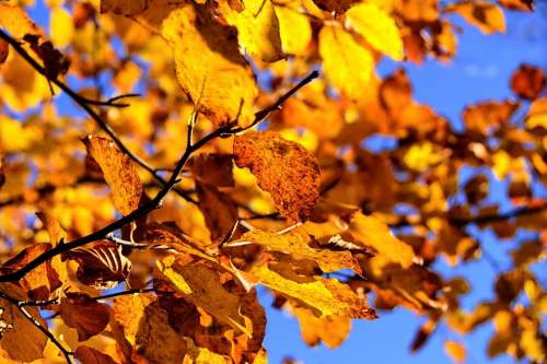 Beech Tree Autumn Leaves Branch Landscape Nature