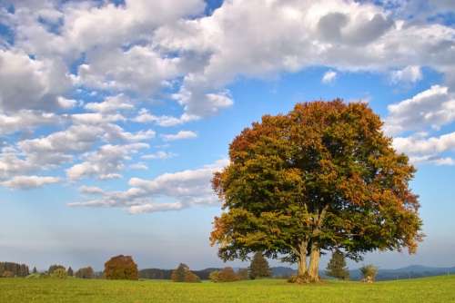 Beech Tree Autumn Deciduous Tree Fagus Solitaire