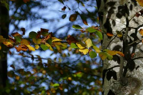 Beech Autumn Forest Leaves Nature Forest Path