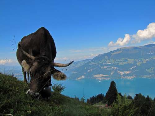 Beef Cow Farm Animals Switzerland Lake Thunersee