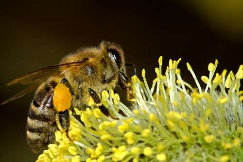 Bees Pollination Insect Macro Pollen Honey Animal
