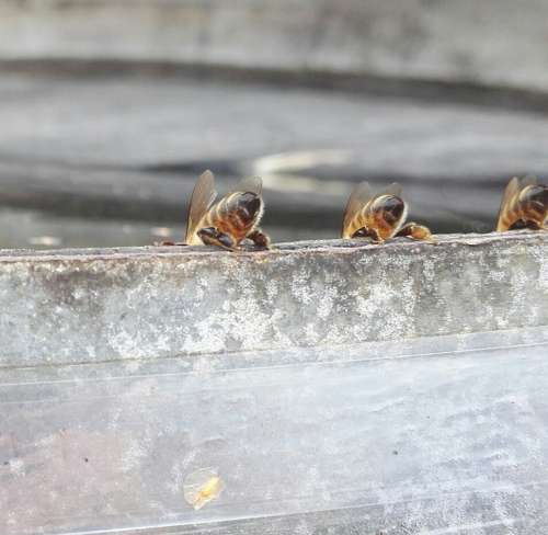 Bees Drink Insects Honey Bee Beekeeping