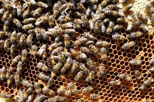 Bees Honeycomb Bee-Keeping
