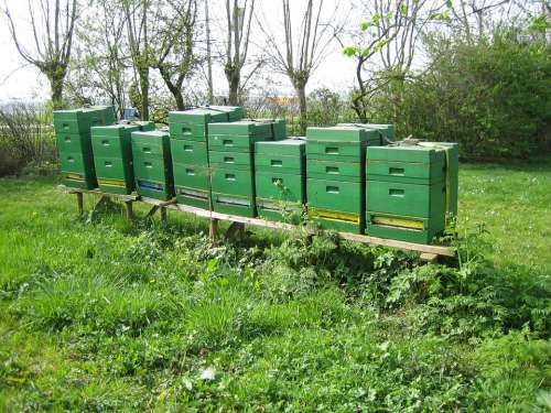 Bees Beehive Nature Orchard