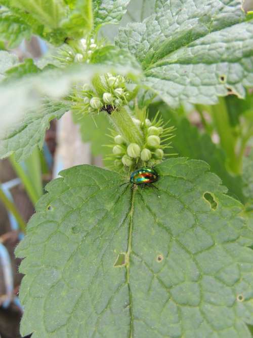 Beetle Plant Insect Nature Flora Green Macro