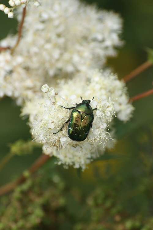 Beetle Insect Mountain Flower Alps