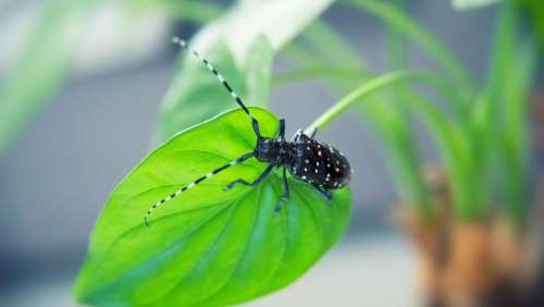 Beetles Insect Plant Green Pets