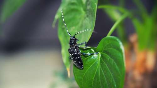 Beetles Insect Plant Green Pets