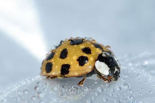 Beetles Harmonia Axyridis Ladybug Drops Water