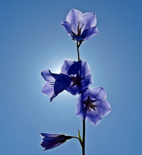 Bellflower Campanula Blue Plant Blossom Bloom