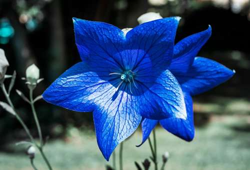 Bellflower Flower Blossomed Blossom Bloom Blue