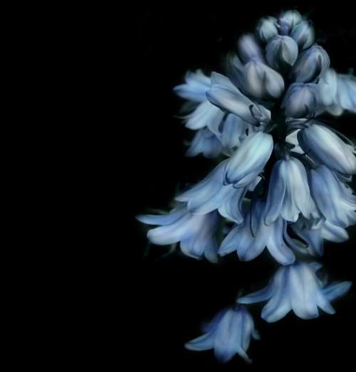 Bells Flower Flowers Blue Flower Black Nature