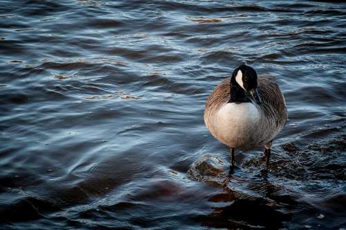 Bernikla Canadian Bird Water Park Goose