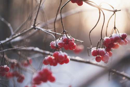 Berries Winter Snow Ice Twigs Bush