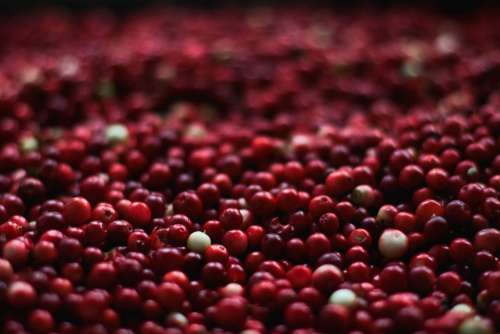 Berries Cranberries Close-Up Food Fruits Healthy