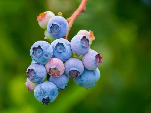 Berries Blueberries Fruit Fruits Ripe Fresh