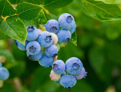 Berries Blueberries Vitamins Healthy Food