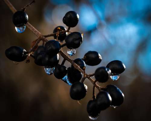 Berries Drip Macro Black