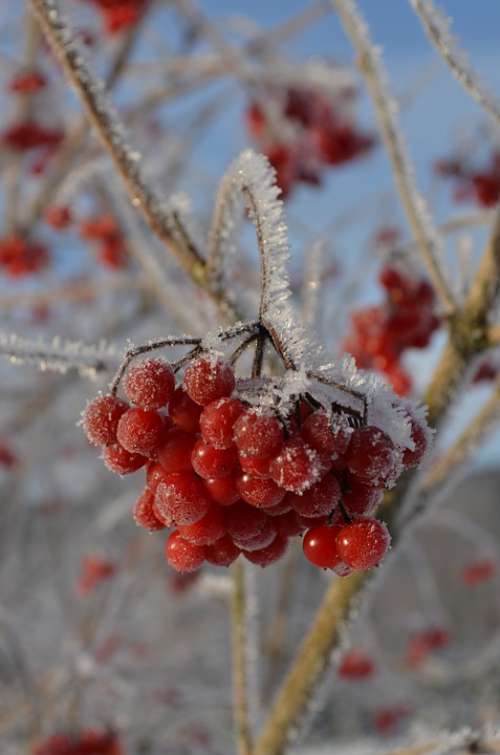 Berries Bush Ice Frost Cold Nature Winter