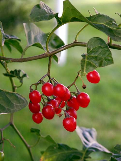 Berries Red Red-Berries Christmas Fruit Ripe