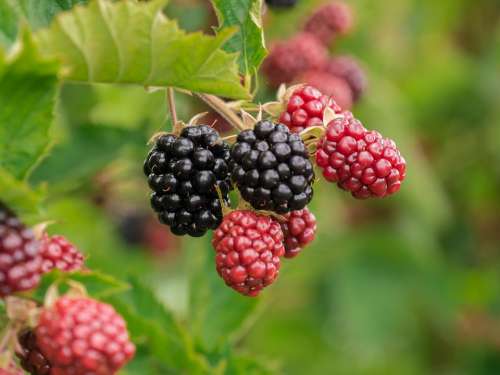 Berry Blackberries Fruit Fruits Ripe Vitamins
