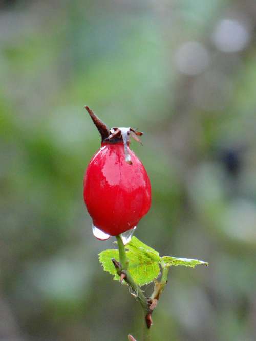 Berry Drop Rain Water Natural Plant Red