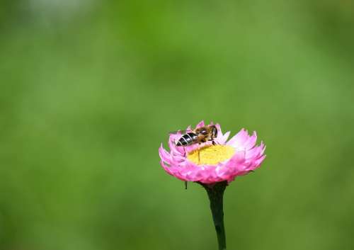 Biene Insekt Blüte Natur Nahaufnahme Carnica