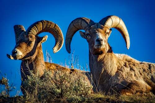 Bighorn Sheep Rams Wildlife Animals Pair Horns