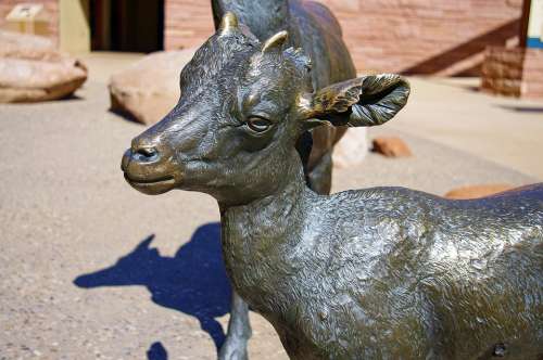 Bighorn Lamb In Bronze Bronze Statue Desert Bighorn