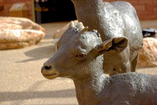 Bighorn Lamb Sculpture Bronze Statue Sculpture