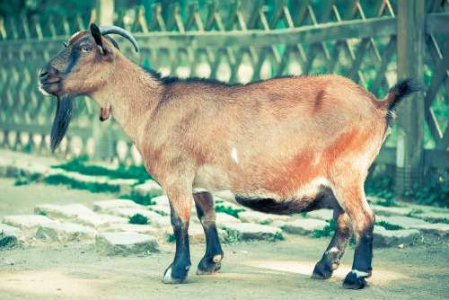 Billy Goat Goat Goatee Animal Mammals Nature
