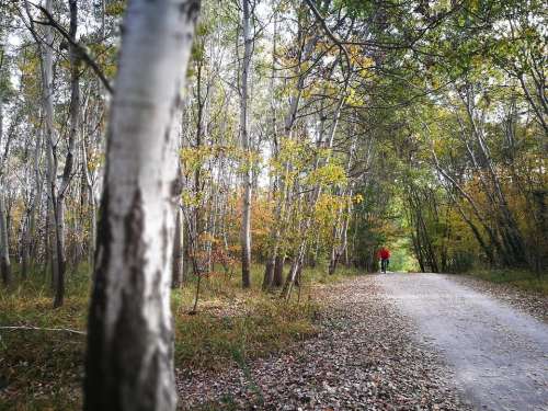 Birch Trail Nature Trees Landscape