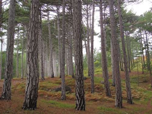 Birch Tree Green Forest Landscape Trees