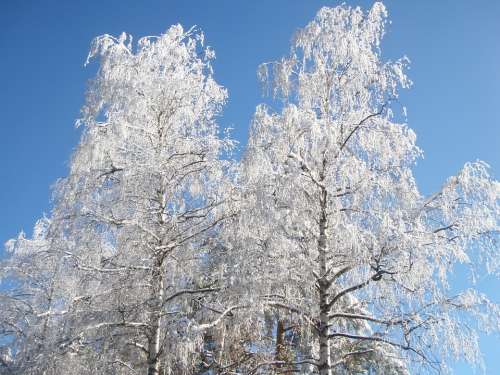 Birch Trees Winter Snow Nature