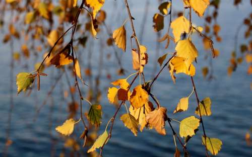 Birch Autumn Autumn Colours Leaves Yellow